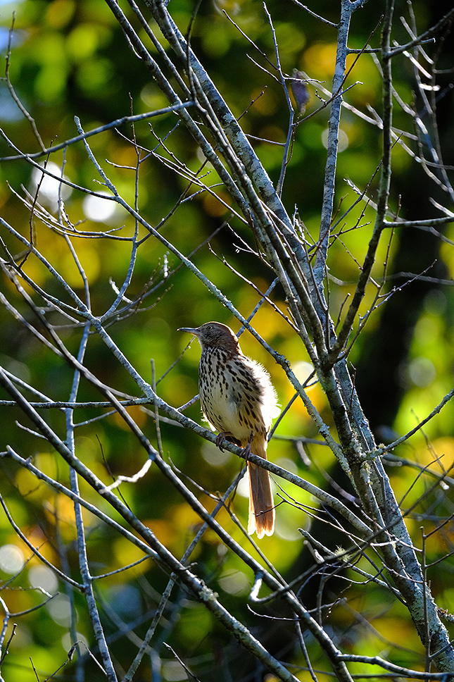 XF 150-600mm F5.6-8: 600mm, F8, 1/2500s, ISO 2500 (Velvia Film Simulation)