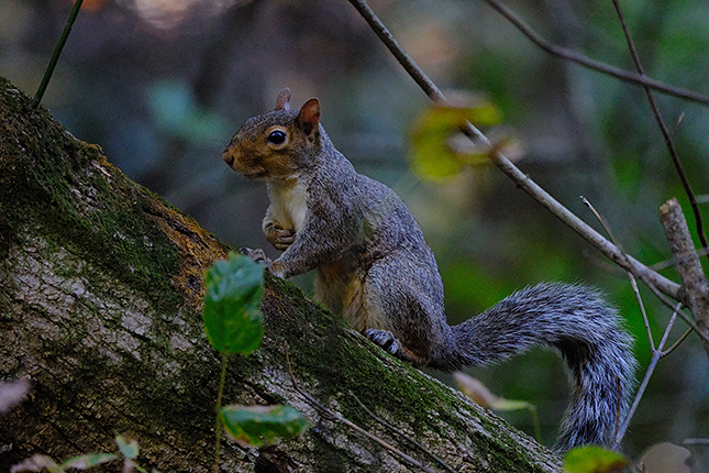 XF 150-600mm f/5.6-8: 600mm, F8, 1/250s, ISO 12800 (Velvia Film Simulation) Also worth pointing out that
