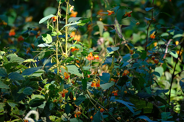 XF 150-600mm F5.6-8: 600mm, F8, 1/1250s, ISO 4000 (Velvia Film Simulation)