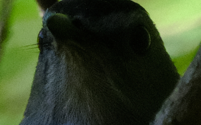 100% JPEG crop