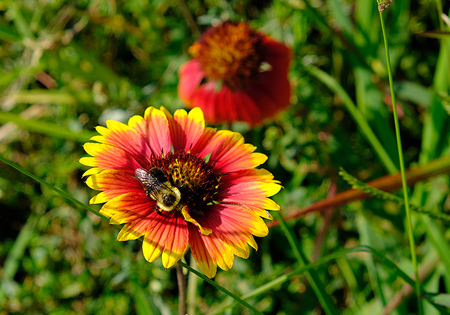 XF18-55mmF2.8-4 R LM OIS: 55mm, f/7.1, 1/250s, ISO 160 - Velvia Film Simulation