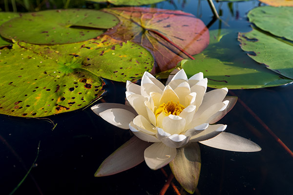 Fujifilm X-T100 Review: Field Test -- Gallery Image