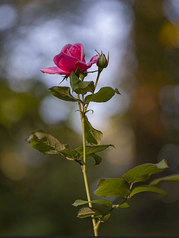 Click to see Y-DP-0006-EDT.JPG
