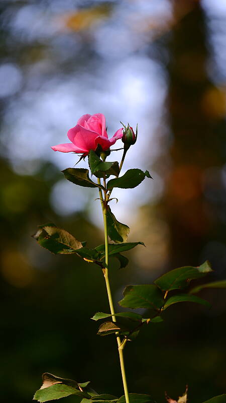 Click to see Y-DP-0006.JPG