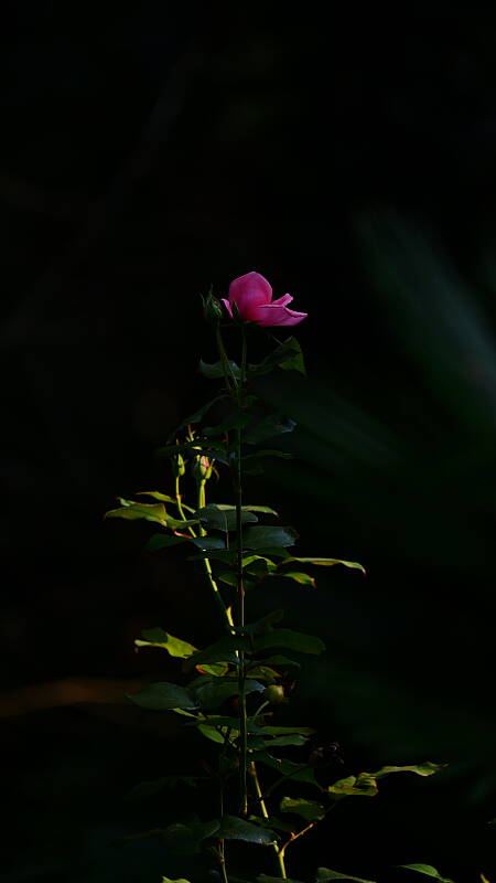 Click to see Y-DP-0025.JPG