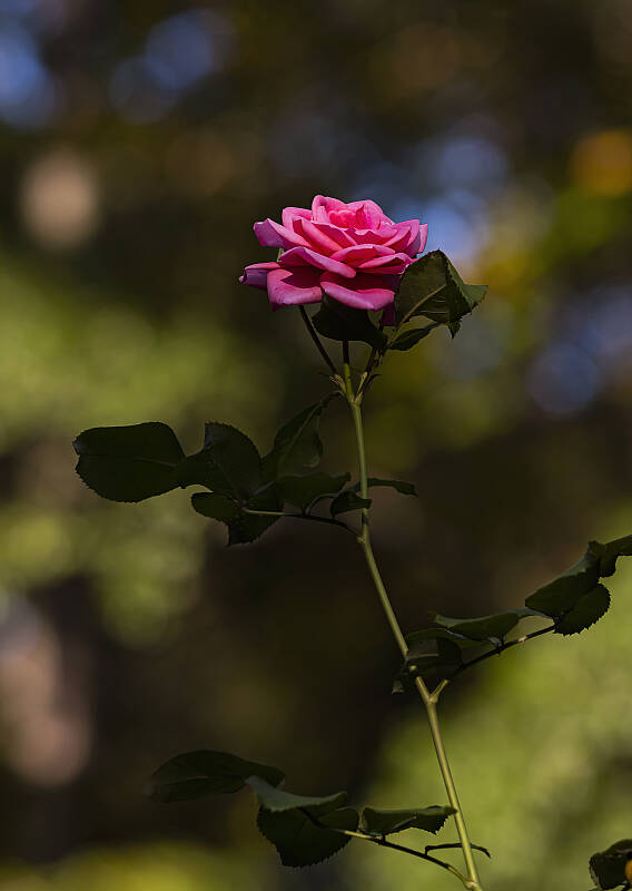 Click to see Y-DP-0039-EDT.JPG