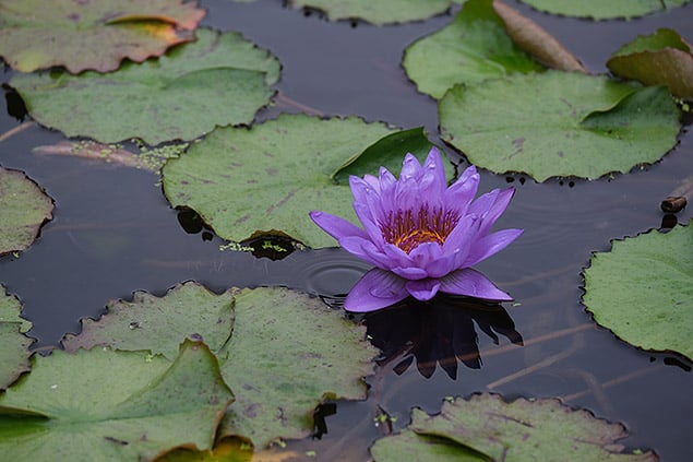 XF 50-140mm f/2.8 WR: 140mm, f/4, 1/250s, ISO 400