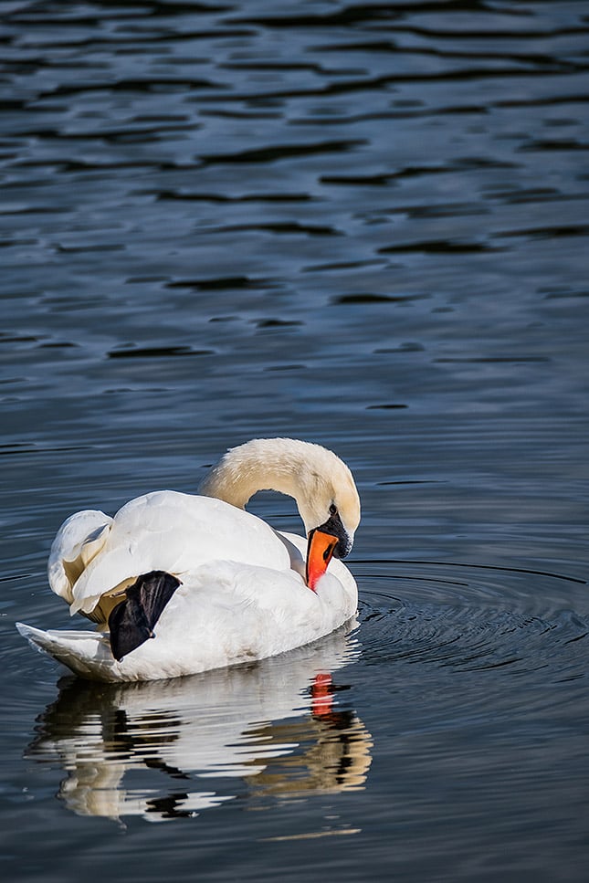 XF 100-400mm f/4.5-5.6: 280mm, f/5.2, 1/1000s, ISO 160, -0.3EV Note: This image has been edited. Please