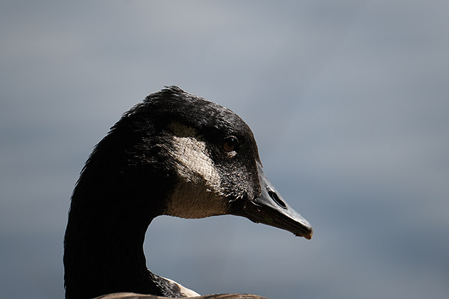 XF 100-400mm f/4.5-5.6: 400mm, f/5.6, 1/1000s, ISO 320, -0.3EV