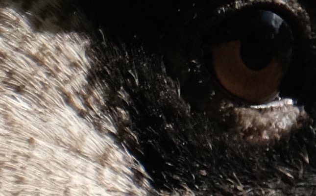100% Crop