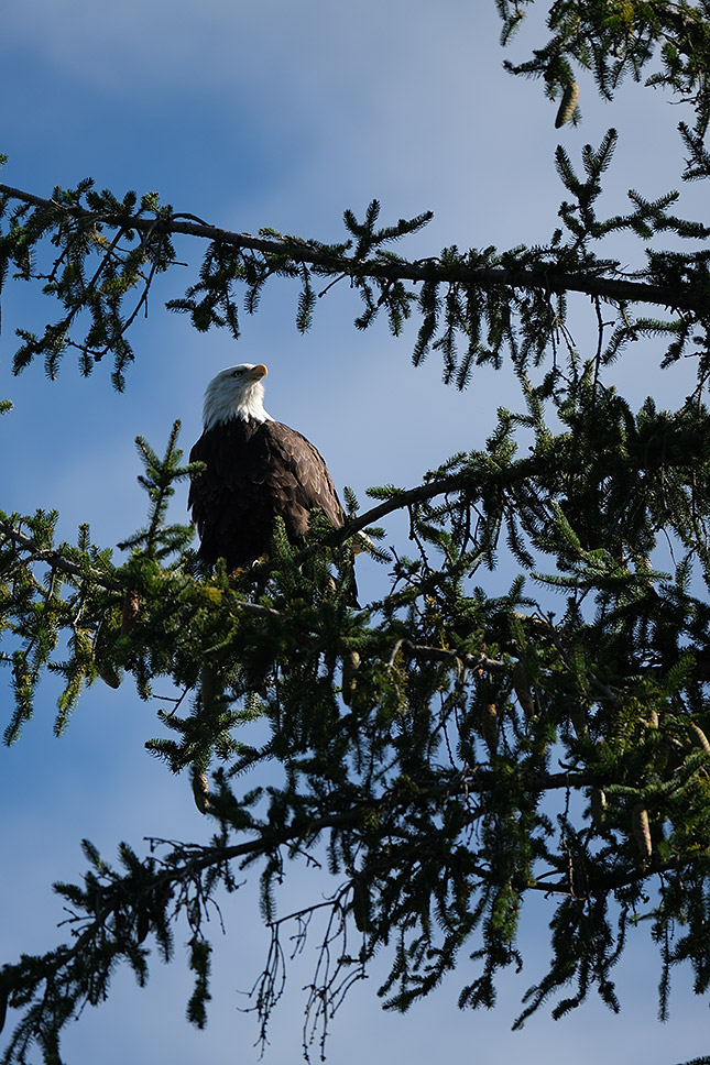 XF 100-400mm f/4.5-5.6: 400mm, f/5.6, 1/1250s, ISO 320, -0.3EV
