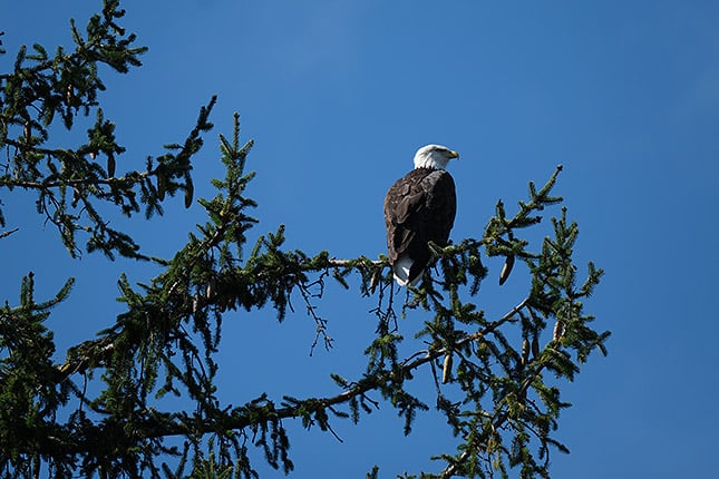 XF 100-400mm f/4.5-5.6: 400mm, f/5.6, 1/1600s, ISO 400, -0.3EV