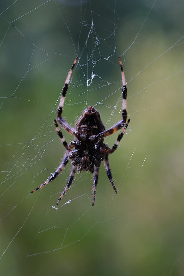 XF 60mm f/2.4 R Macro: 60mm, f/5.6, 1/80s, ISO 640