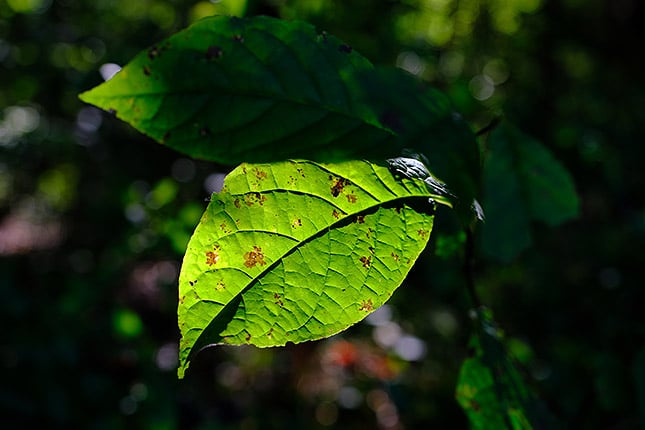 XF 16-55mm f/2.8: 34mm, f/3.6, 1/125s, ISO 200, -0.7EV