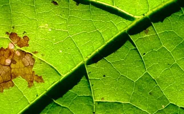 100% Crop