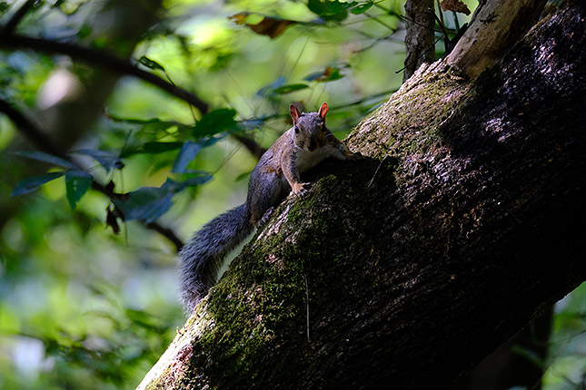 XF 100-400mm f/4.5-5.6: 359mm, f/5.6, 1/640s, ISO 4000, -0.7EV
