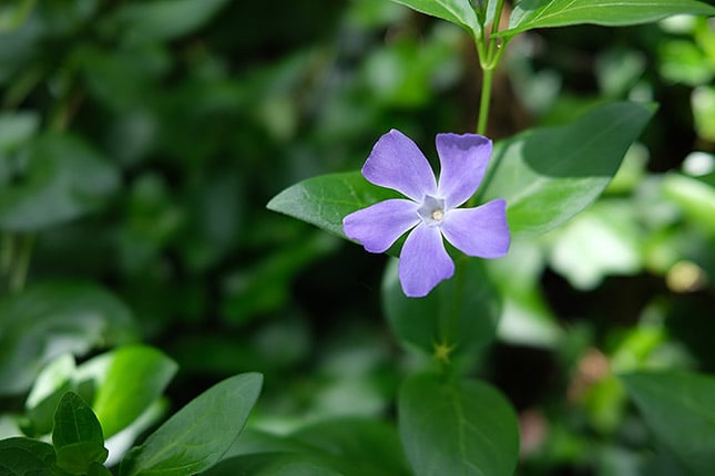 f/2, 1/500s, ISO 160