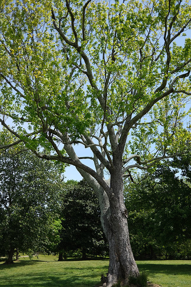 f/2, 1/3000s, ISO 160