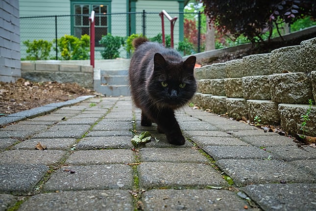 f/5.6, 1/850s, ISO 4000 RAW edit (Click for original)