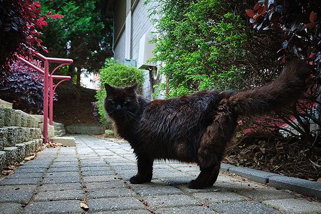 f/5.6, 1/350s, ISO 4000 RAW edit (Click for original)
