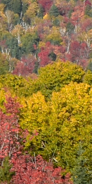 Nikon D3400 Review: Field Test -- Noise Test Image