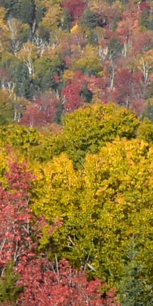 Nikon D3400 Review: Field Test -- Noise Test Image