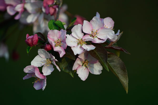 Nikon D5 Review: Field Test -- Gallery Image