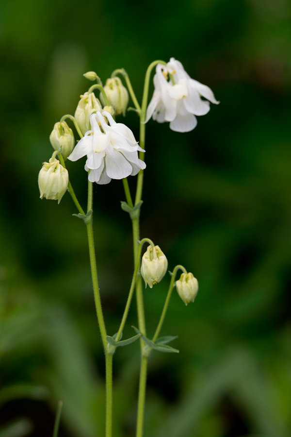 Nikon D5 Review: Field Test -- Gallery Image