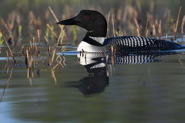 Nikon D500 Review: Field Test -- Gallery Image