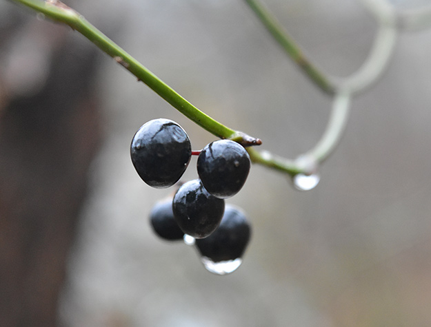 Nikon D5500 Review - sample gallery image