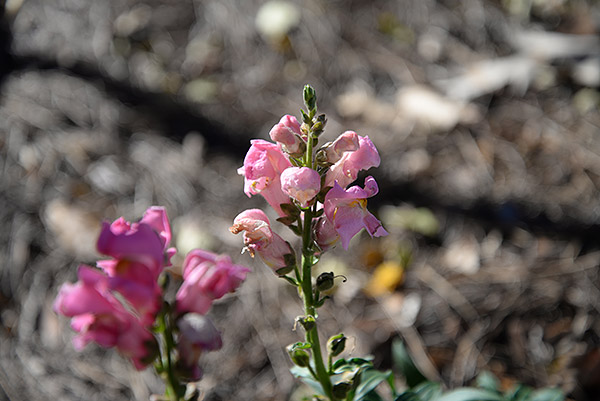 Nikon D610 Review -- Sample image
