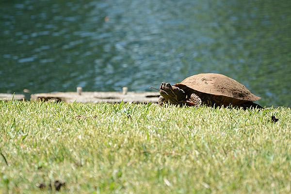 The Nikon D7100's 51 AF points combined with the 1.3x crop mode let me compose and