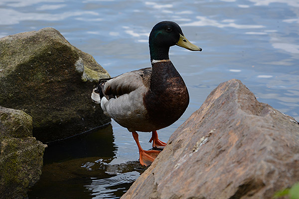 The 1.3x crop mode of the D7100 allowed to me to get a bit more reach