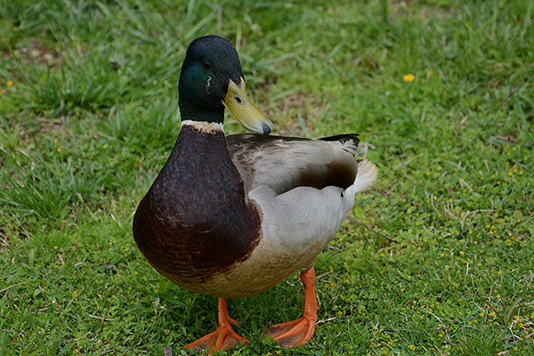 The high-resolution 24.1 megapixel APS-C CMOS sensor of the D7100 let me take photos with a