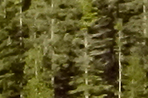 Nikon J5 Field Test -- Noise Reduction Image