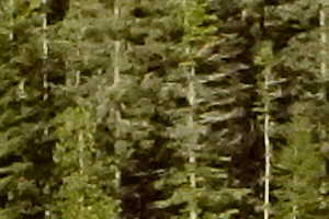Nikon J5 Field Test -- Noise Reduction Image