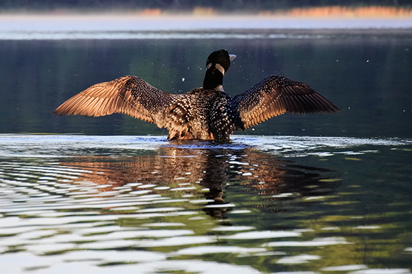 Nikon J5 Field Test -- Gallery Image