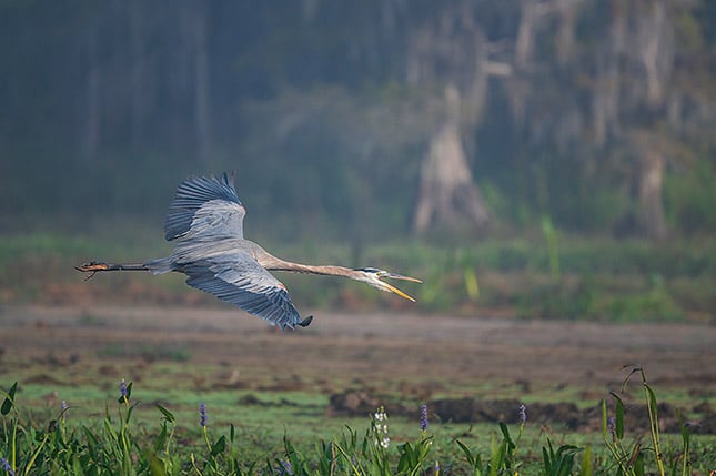 Nikon 500mm f/5.6E PF + FTZ Adapter: 500mm, f/5.6, 1/2000s, ISO 1000 Note: This image has