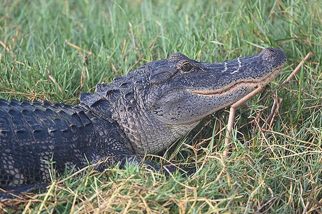Nikon 500mm f/5.6E PF + FTZ Adapter: 500mm, f/5.6, 1/2000s, ISO 1400