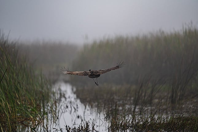 Nikon 300mm f/4E PF + FTZ Adapter: 300mm, f/4, 1/2000s, ISO 250 Note: This image has