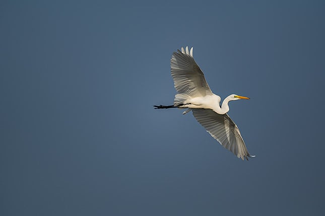 Nikon 300mm f/4E PF + FTZ Adapter: 300mm, f/4, 1/2000s, ISO 100 Note: This image has