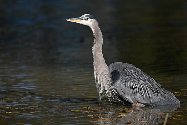 Nikon Z7 Review: Field Test -- Gallery Image