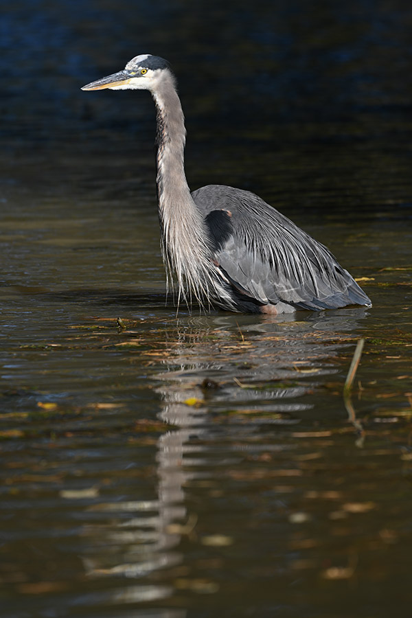 Nikon Z7 Review: Field Test -- Gallery Image