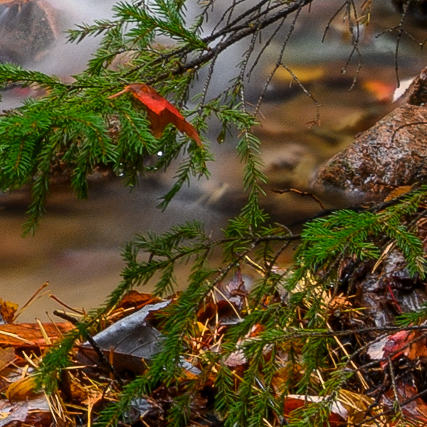 Nikon Z7 Review: Field Test -- Gallery Image