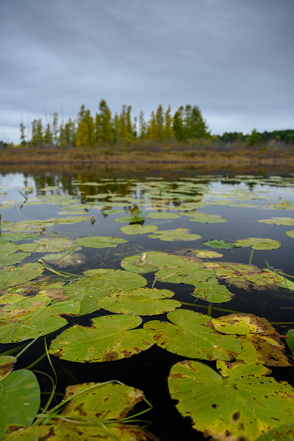 Nikon Z7 Review: Field Test -- Gallery Image