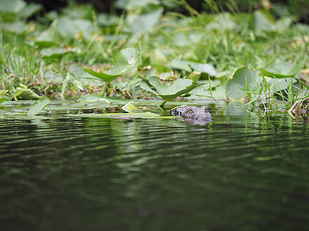 Olympus E-M1 Mark II Review -- Gallery Image