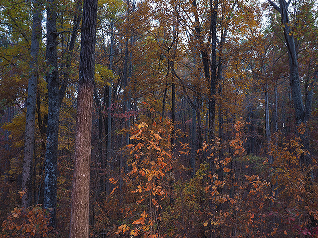 Olympus E-M1 Mark II Review -- Gallery Image