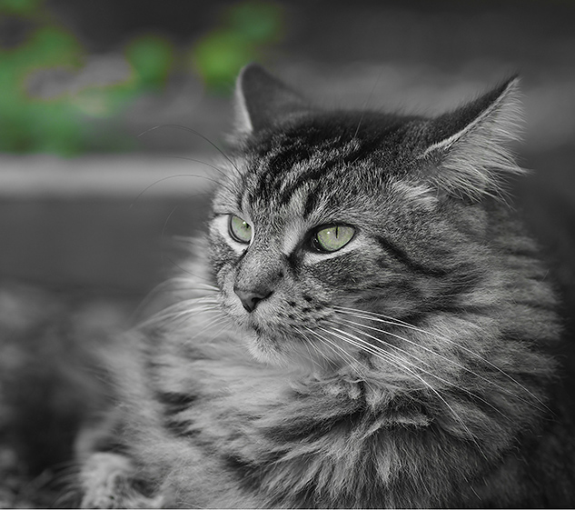 Olympus E-M10 II Review - sample image