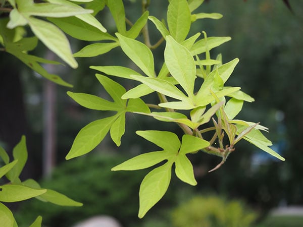 84mm-equivalent, 1/80 sec. @ f/5.6, ISO 250
