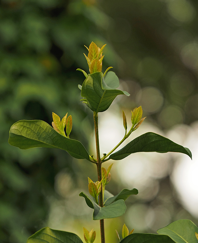 Olympus E-M1X Sample Image